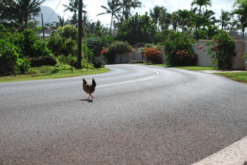 a chicken is crossing the road - WHY