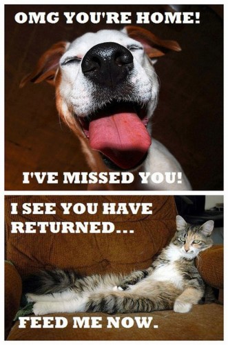 cats vs dogs - when you come home