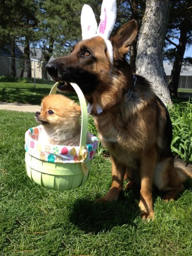 doggy easter