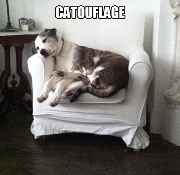 catouflage.jpg