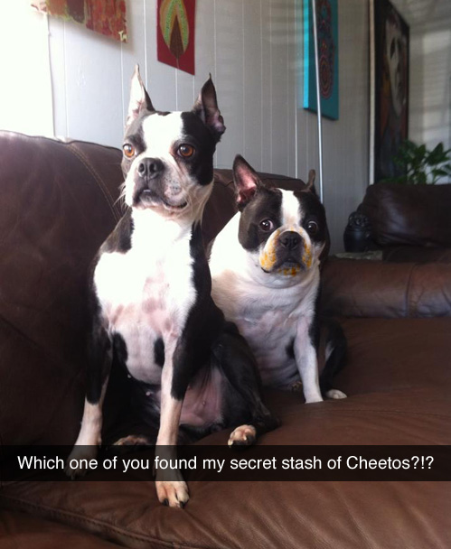 which one of you found my cheetos.jpg