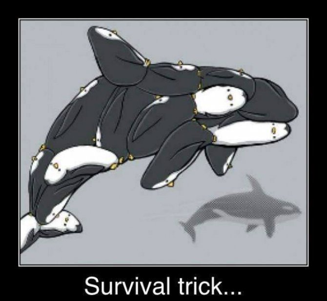 Survival Tricks.jpg