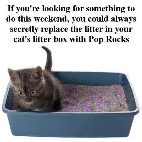 Kitty Pop Rocks.jpg