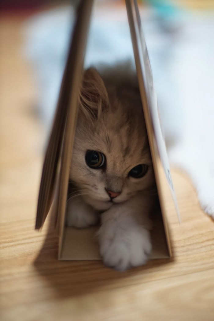 Kitten Trap.jpeg