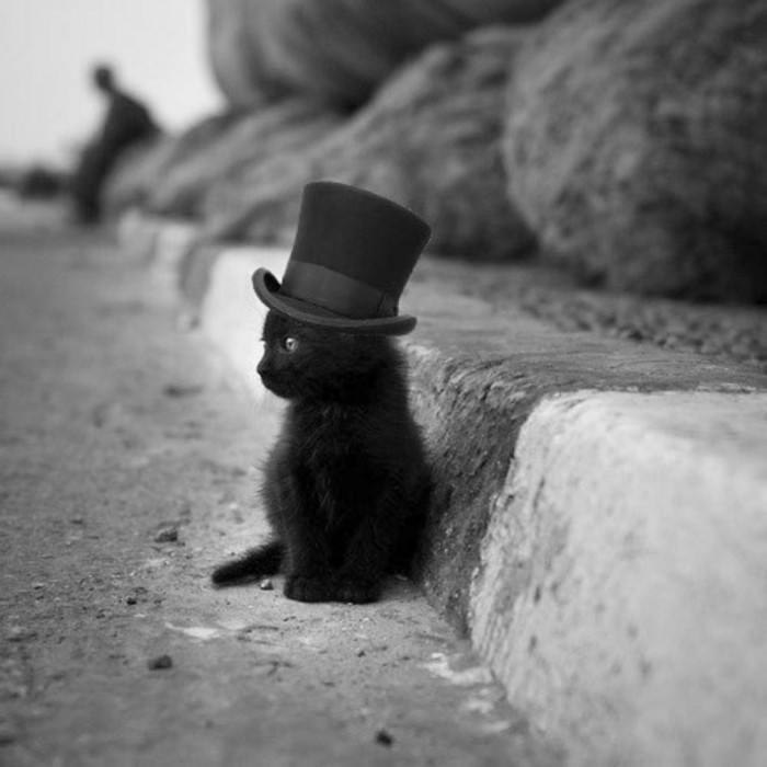 Top Hat Cat.jpg