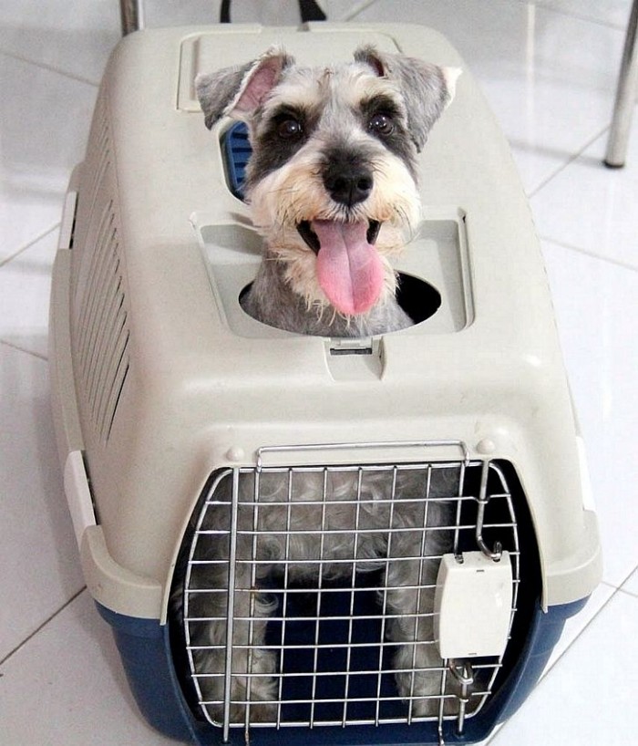 Dog carrier with doggy door.jpg