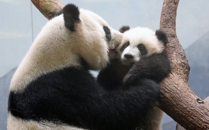 Panda Kisses.jpg