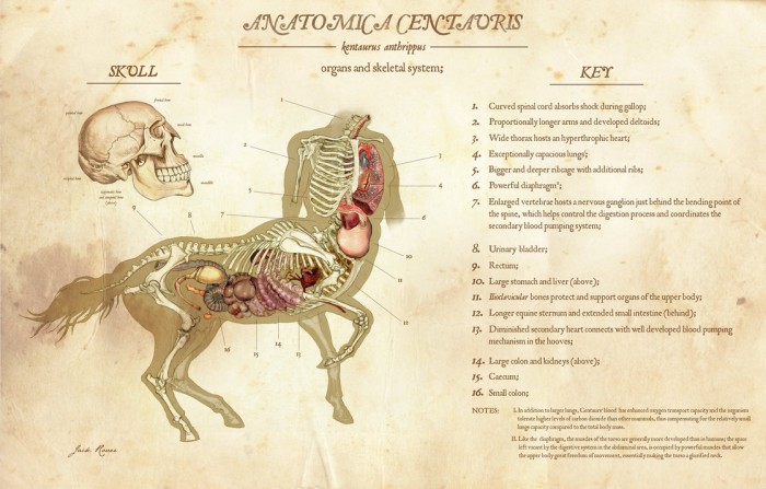 Anatomica Centauris.jpg