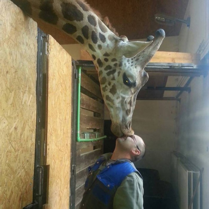 giraffe kisses.jpg