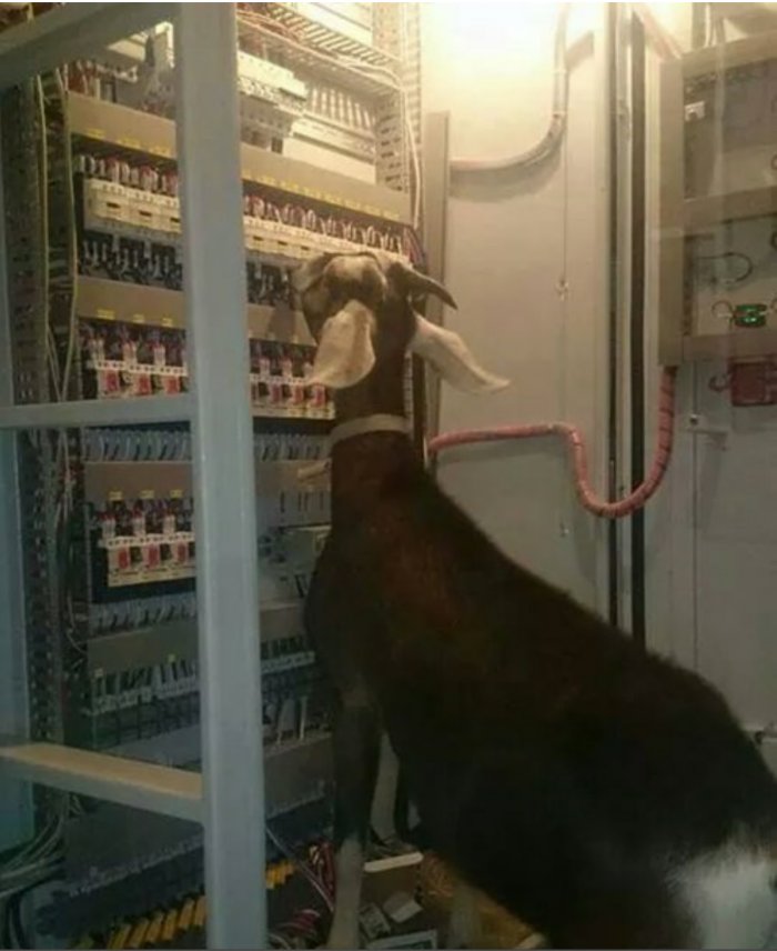 Goat Network Admin.png