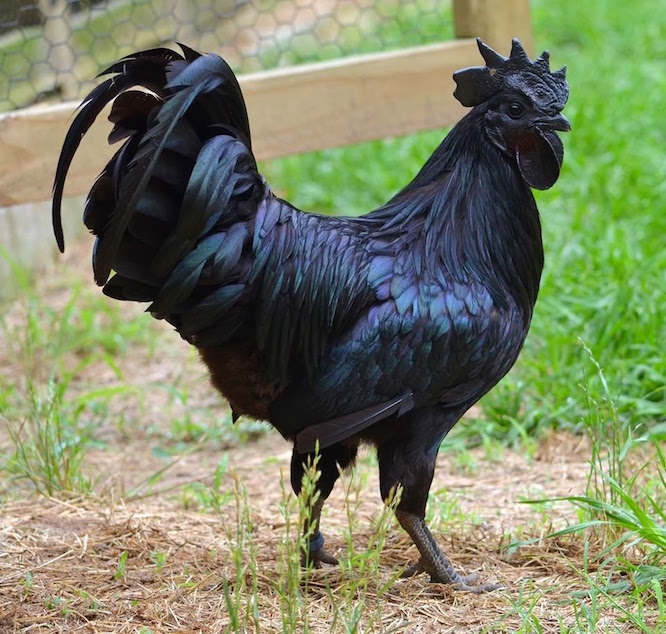 big black cock.jpg