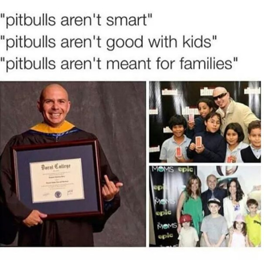 pitbulls.jpeg