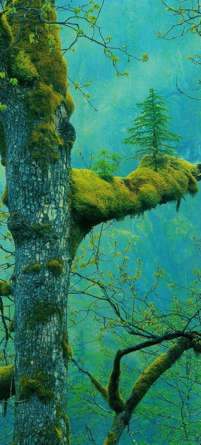 tree growing on a tree.jpg