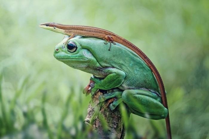lizard riding a frog.jpg