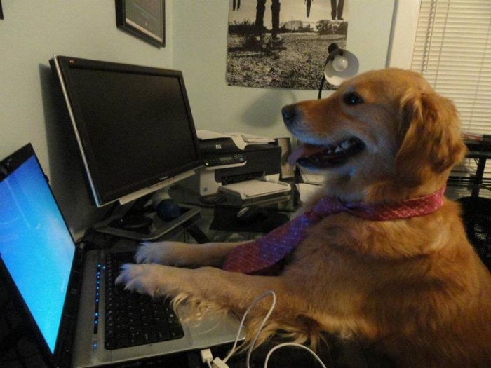 Developer Dog.jpg