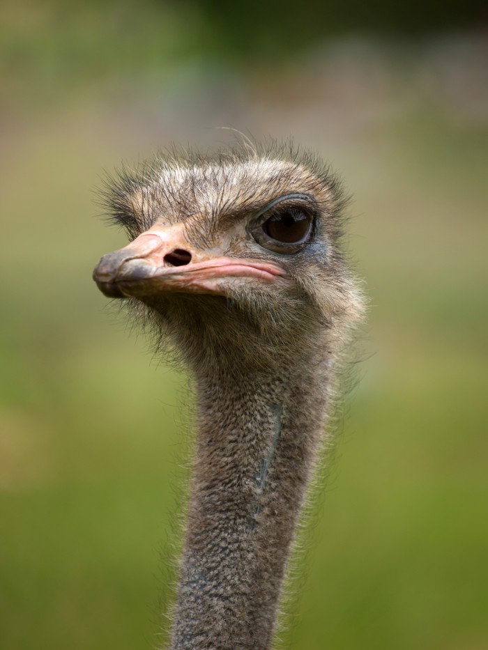 A hairy bird.jpg