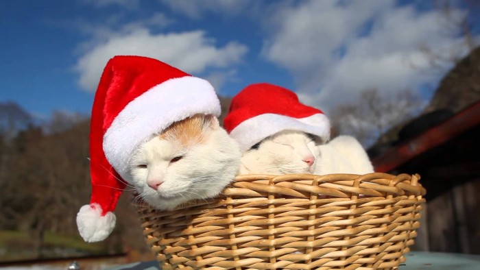 Christmas Cat Basket.jpg