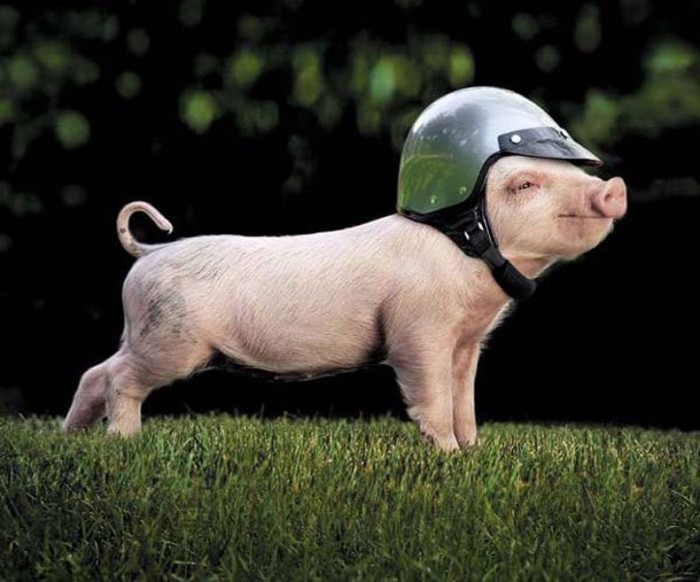 Safe Pig.jpg