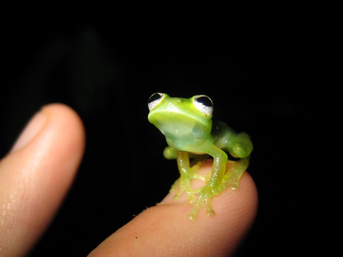 Cute frog.jpg