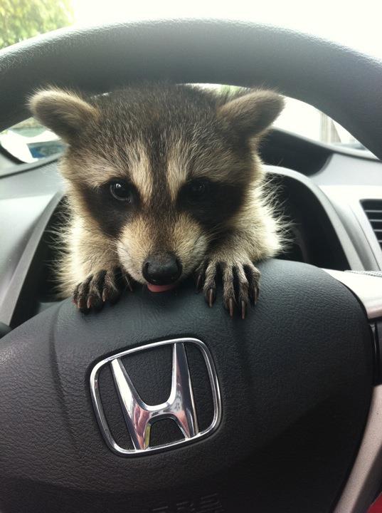 baby raccoon driver.jpg