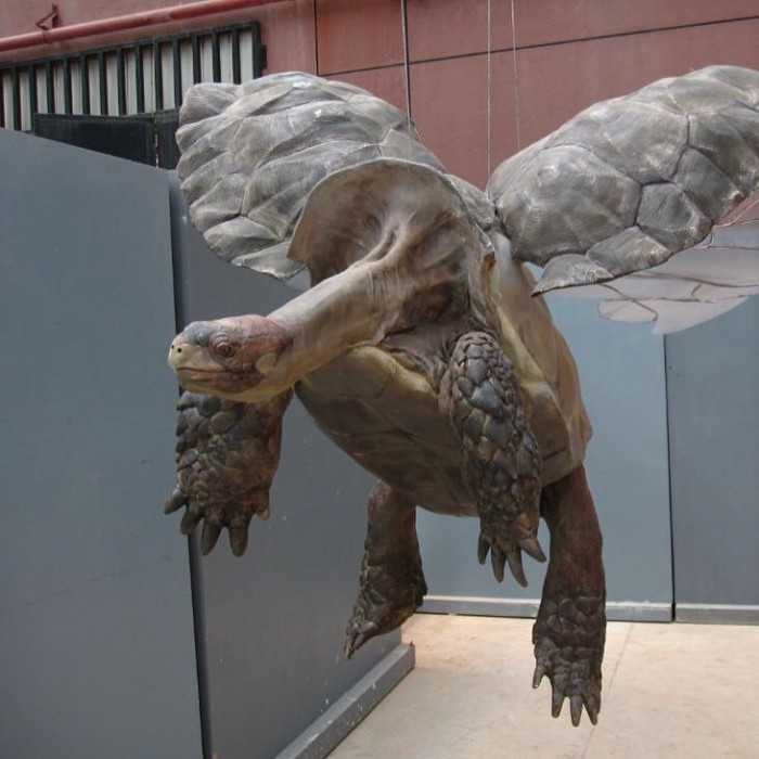 flying turtle.jpg