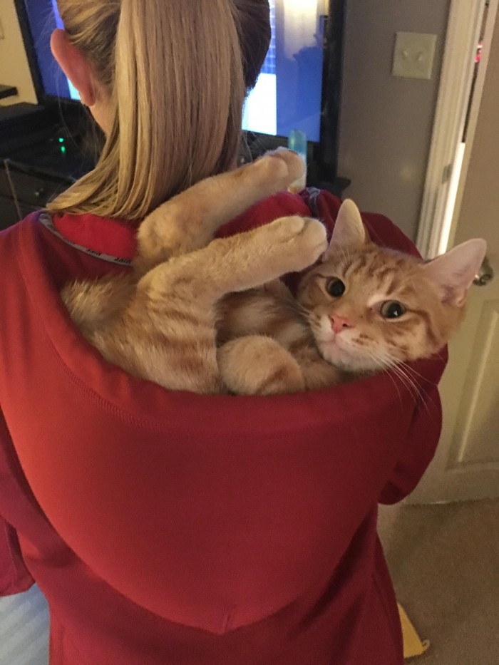 hoodie cat rider.jpg