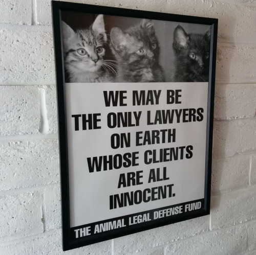 the only lawyers on earth.jpg