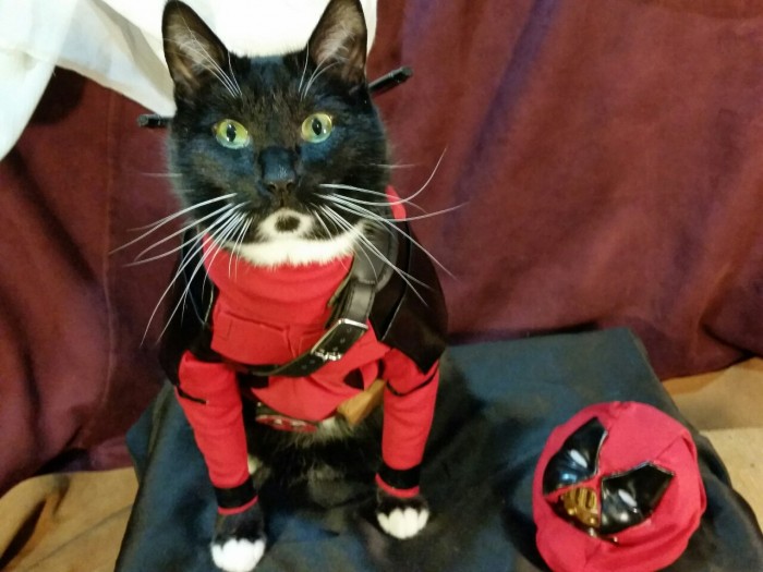 Catpool-Deadpool-Cosplay-003