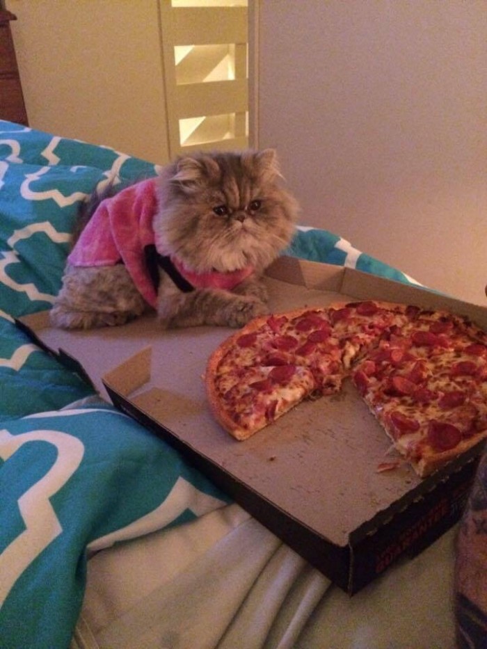 a cat vs pizza.jpg