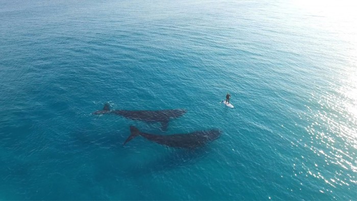 whales with paddle boarder.jpg