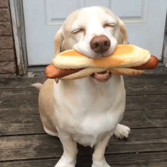 Happy-hot-dog-dog