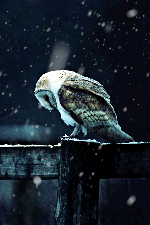 Snow falling on the owl.gif