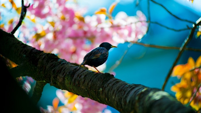 bird in cherry tree.jpg