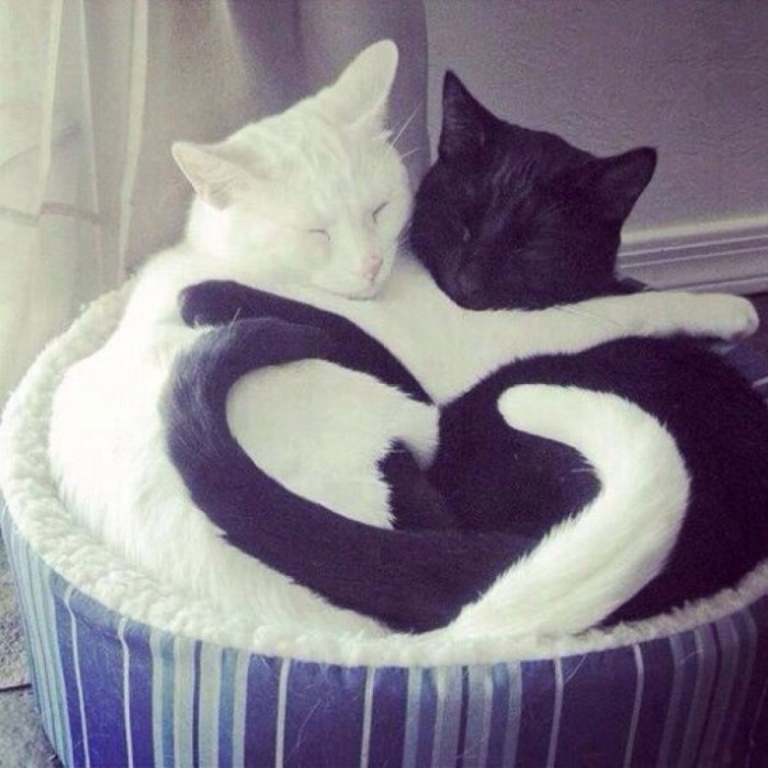 heart cats.jpeg