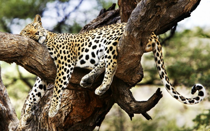 lazy leopard.jpg