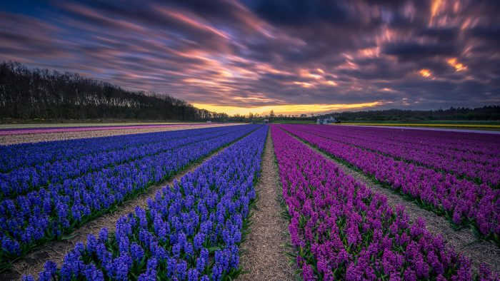 fields of blue and purple.jpg