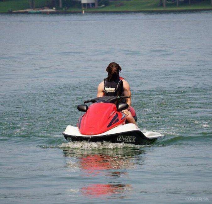 Dog riding a waterski.jpg