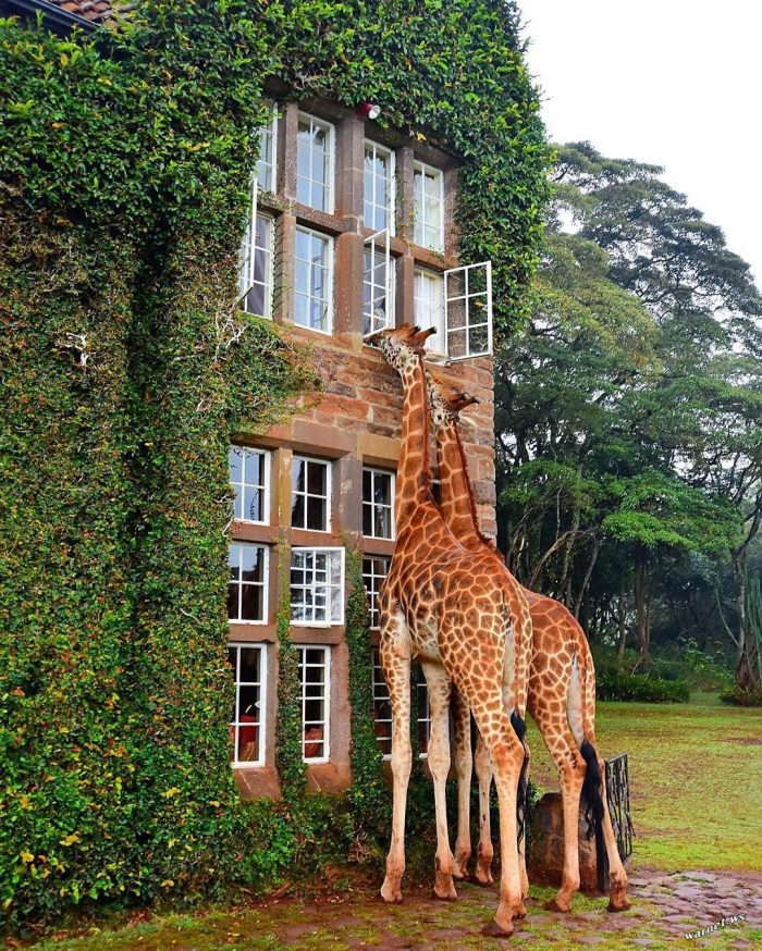 giraffe window.jpg