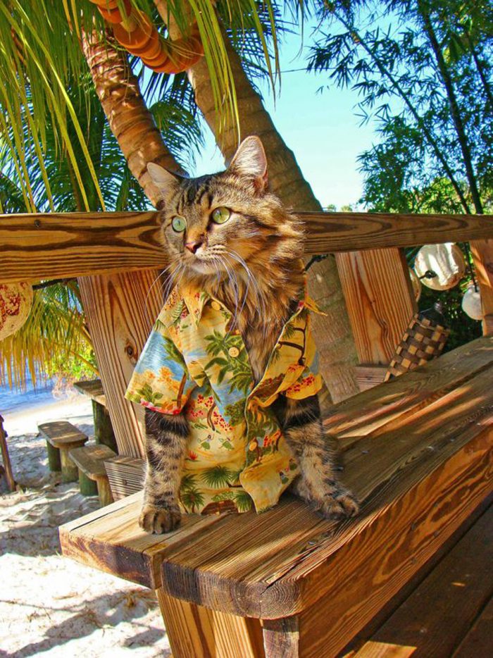 hawaiian Cat.jpg