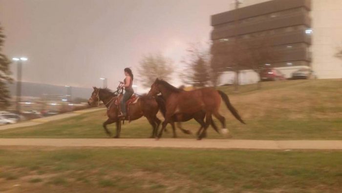 horses fleeing a fire.jpg