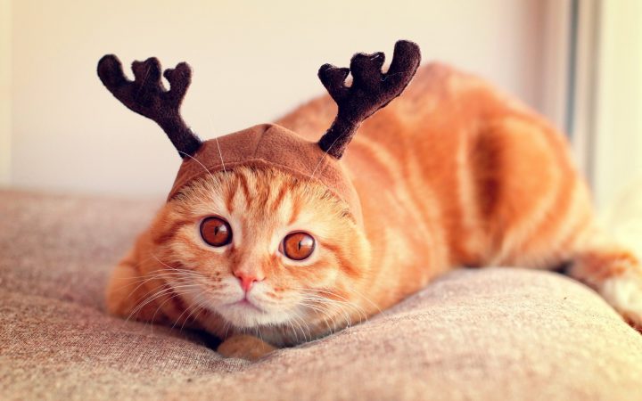 Reindeer Cat.jpg