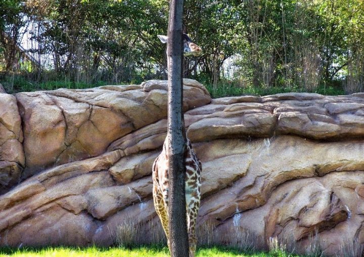 Giraffee Hide and Seek.jpg