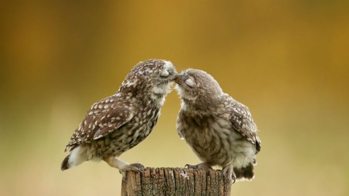 Kissing Birds.jpg