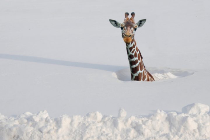 Snow giraffee.jpg