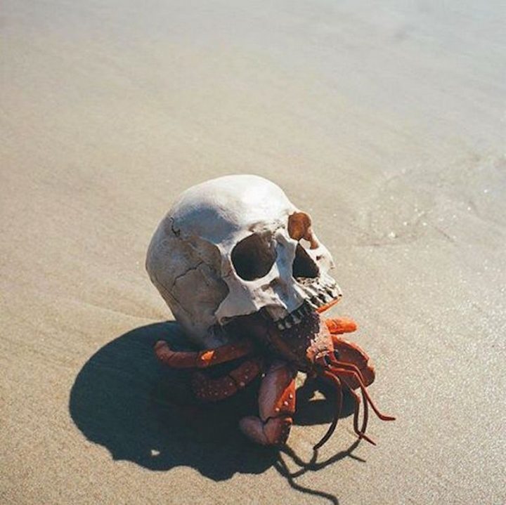 skull crab.jpg