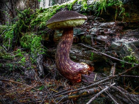 Aureoboletus mirabilis