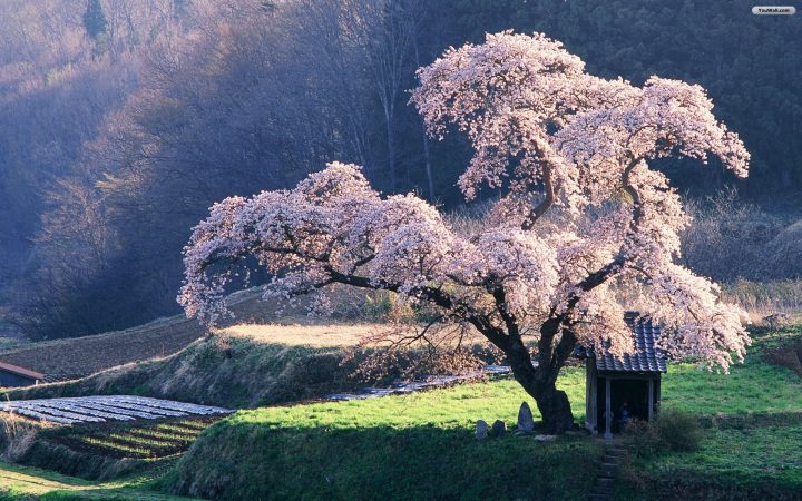 Blossoming Tree.jpg