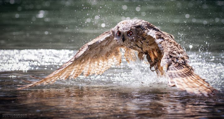 Wet Owl.jpg