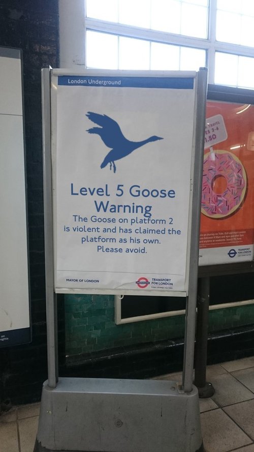 level 5 goose warning.jpg
