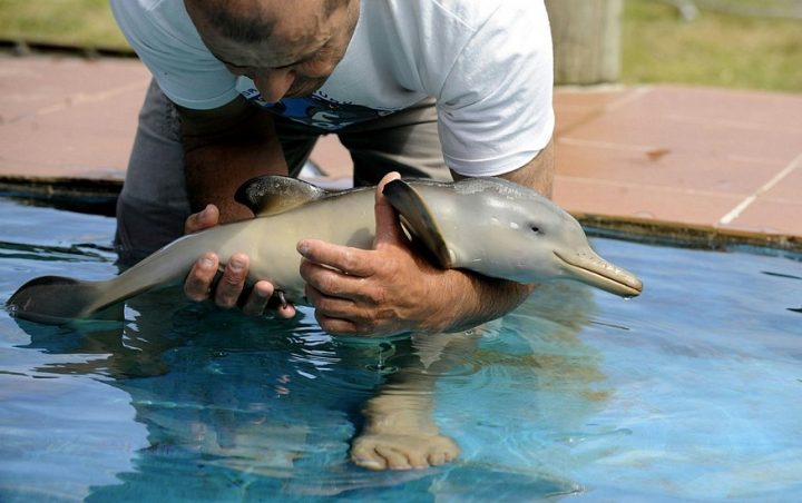 Baby Dolphin.jpg